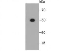 Invitrogen NXPE3 Monoclonal Antibody (4-E11) 100 &mu;L; Unconjugated:Antibodies,