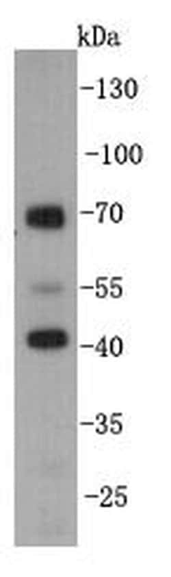 Invitrogen KLDC3 Monoclonal Antibody (A8-E8) 100 &mu;L | Buy Online | Invitrogen&trade; | Fisher Scientific