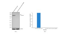Invitrogen Axl Monoclonal Antibody (C4-A8) 100 &mu;L; Unconjugated:Antibodies,