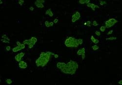 Invitrogen Axl Monoclonal Antibody (C4-A8) 100 &mu;L; Unconjugated:Antibodies,