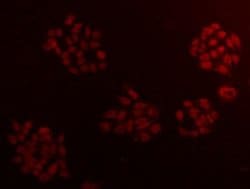 Invitrogen CCDC111 Monoclonal Antibody (10-B3) 100 &mu;L; Unconjugated:Antibodies,