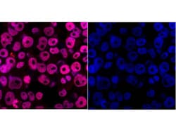 Invitrogen DPY30 Monoclonal Antibody (1-6) 100 &mu;L; Unconjugated:Antibodies,