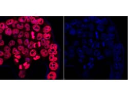 Invitrogen DPY30 Monoclonal Antibody (1-6) 100 &mu;L; Unconjugated:Antibodies,