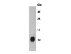 Invitrogen DPY30 Monoclonal Antibody (1-6) 100 &mu;L; Unconjugated:Antibodies,