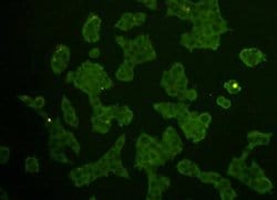 Invitrogen REM2 Monoclonal Antibody (B4-D6) 100 &mu;L; Unconjugated:Antibodies,