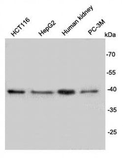 Invitrogen REM2 Monoclonal Antibody (B4-D6) 100 &mu;L; Unconjugated:Antibodies,