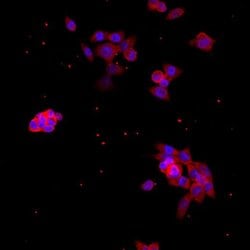 Invitrogen CDK2 Monoclonal Antibody (10-D7) 100 &mu;L; Unconjugated:Antibodies,