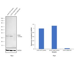 Invitrogen CDK2 Monoclonal Antibody (10-D7) 100 &mu;L; Unconjugated:Antibodies,