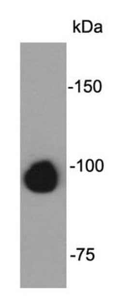 Invitrogen FGFR2 Monoclonal Antibody (1-F1-E7) 100 &mu;L; Unconjugated:Antibodies,