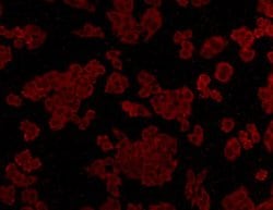 Invitrogen ALDH2 Monoclonal Antibody (7-D8) 100 &mu;L; Unconjugated:Antibodies,