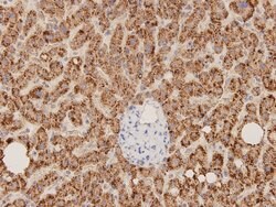 Invitrogen ERAS Monoclonal Antibody (D10-B9) 100 &mu;L; Unconjugated:Antibodies,
