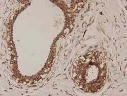 Invitrogen ERAS Monoclonal Antibody (D10-B9) 100 &mu;L; Unconjugated:Antibodies,