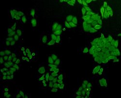 Invitrogen AKR7A2 Monoclonal Antibody (C10-D5) 100 &mu;L; Unconjugated:Antibodies,