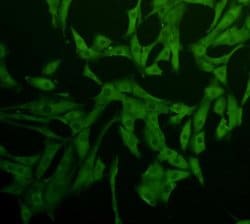 Caspase 1 Monoclonal Antibody (B0-6), Invitrogen 100 &mu;L | Buy Online | Thermo Scientific | Fisher Scientific