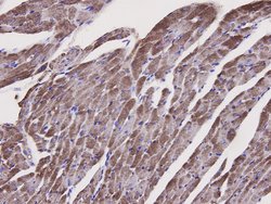 Caspase 1 Monoclonal Antibody (B0-6), Invitrogen 100 &mu;L | Buy Online | Thermo Scientific | Fisher Scientific