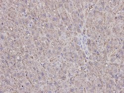 Caspase 1 Monoclonal Antibody (B0-6), Invitrogen 100 &mu;L | Buy Online | Thermo Scientific | Fisher Scientific
