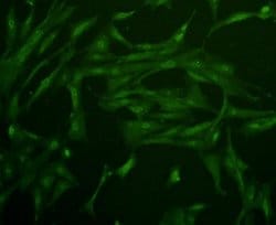 Invitrogen&trade;&nbsp;GLUT4 Monoclonal Antibody (3-A10)