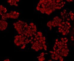 Invitrogen NFkB p50/p105 Monoclonal Antibody (A2-7) 100 &mu;L; Unconjugated:Antibodies,