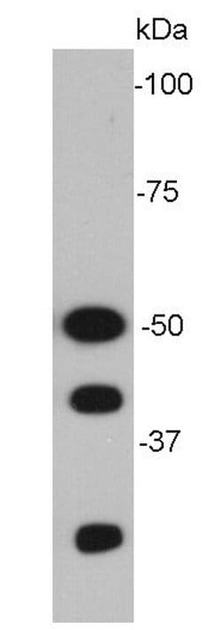 Invitrogen NFkB p50/p105 Monoclonal Antibody (A2-7) 100 &mu;L; Unconjugated:Antibodies,