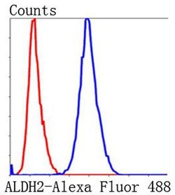 Invitrogen ALDH2 Monoclonal Antibody (E4-D10) 100 &mu;L; Unconjugated:Antibodies,