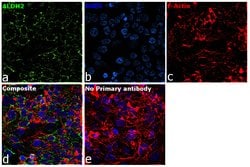 Invitrogen ALDH2 Monoclonal Antibody (E4-D10) 100 &mu;L; Unconjugated:Antibodies,