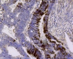 Invitrogen ALDH2 Monoclonal Antibody (E4-D10) 100 &mu;L; Unconjugated:Antibodies,