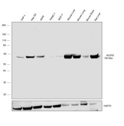 Invitrogen ALDH2 Monoclonal Antibody (E4-D10) 100 &mu;L; Unconjugated:Antibodies,