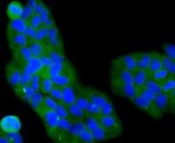 Invitrogen PI3K p85 alpha Monoclonal Antibody (A3-D0) 100 &mu;L; Unconjugated:Antibodies,