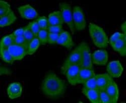 Invitrogen PI3K p85 alpha Monoclonal Antibody (A3-D0) 100 &mu;L; Unconjugated:Antibodies,