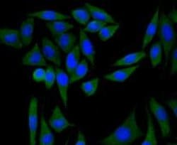 Invitrogen PI3K p85 alpha Monoclonal Antibody (A3-D0) 100 &mu;L; Unconjugated:Antibodies,