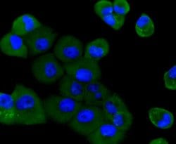 Invitrogen PI3K p85 alpha Monoclonal Antibody (A3-D0) 100 &mu;L; Unconjugated:Antibodies,