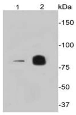 Invitrogen PI3K p85 alpha Monoclonal Antibody (A3-D0) 100 &mu;L; Unconjugated:Antibodies,