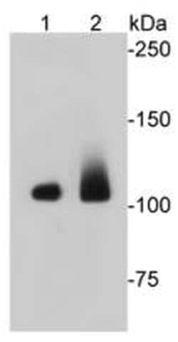 Invitrogen EFTUD2 Monoclonal Antibody (1-D10-A1) 100 &mu;L | Buy Online | Invitrogen&trade; | Fisher Scientific