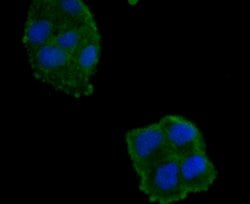 Invitrogen Haptoglobin Monoclonal Antibody (5-D3) 100 &mu;L; Unconjugated:Antibodies,