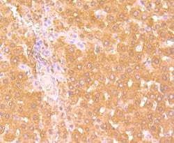 Invitrogen Haptoglobin Monoclonal Antibody (5-D3) 100 &mu;L; Unconjugated:Antibodies,