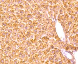 Invitrogen Haptoglobin Monoclonal Antibody (5-D3) 100 &mu;L; Unconjugated:Antibodies,