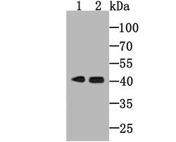 Invitrogen Haptoglobin Monoclonal Antibody (5-D3) 100 &mu;L; Unconjugated:Antibodies,