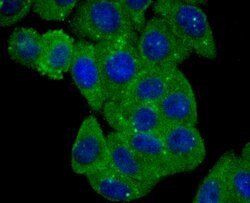 Invitrogen BLCAP Monoclonal Antibody (4E1) 100 &mu;L; Unconjugated:Antibodies,