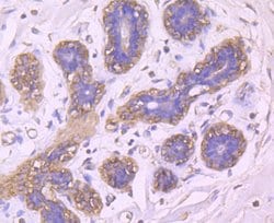 Invitrogen BLCAP Monoclonal Antibody (4E1) 100 &mu;L; Unconjugated:Antibodies,
