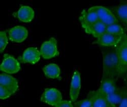 Invitrogen ATG12 Monoclonal Antibody (1-11) 100 &mu;L; Unconjugated:Antibodies,
