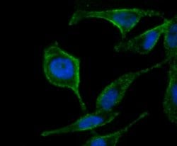 Invitrogen ATG12 Monoclonal Antibody (1-11) 100 &mu;L; Unconjugated:Antibodies,