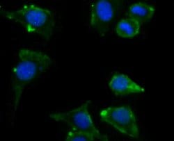 Invitrogen ATG12 Monoclonal Antibody (1-11) 100 &mu;L; Unconjugated:Antibodies,