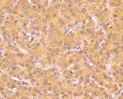 Invitrogen ATG12 Monoclonal Antibody (1-11) 100 &mu;L; Unconjugated:Antibodies,