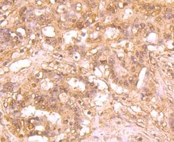 Invitrogen ATG12 Monoclonal Antibody (1-11) 100 &mu;L; Unconjugated:Antibodies,