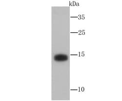 Invitrogen ATG12 Monoclonal Antibody (1-11) 100 &mu;L; Unconjugated:Antibodies,