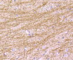 Invitrogen MAL Monoclonal Antibody (B5-G3) 100 &mu;L; Unconjugated:Antibodies,