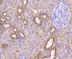 Invitrogen MAL Monoclonal Antibody (B5-G3) 100 &mu;L; Unconjugated:Antibodies,