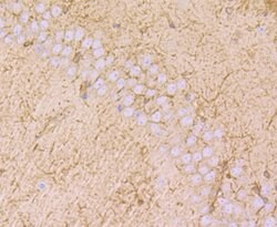 Invitrogen MAL Monoclonal Antibody (B5-G3) 100 &mu;L; Unconjugated:Antibodies,