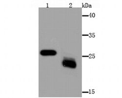 Invitrogen MAL Monoclonal Antibody (B5-G3) 100 &mu;L; Unconjugated:Antibodies,