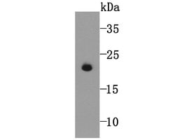 Invitrogen GPX5 Monoclonal Antibody (5A1) 100 &mu;L; Unconjugated:Antibodies,
